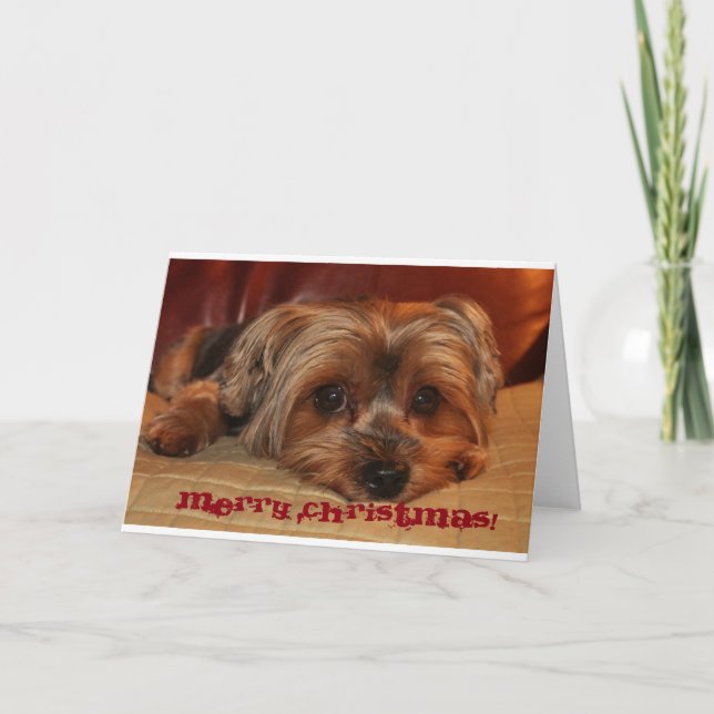Yorkshire Terrier Christmas  Greeting Card (Front)