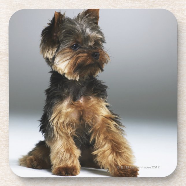 Yorkshire terrier, close-up coaster (Front)