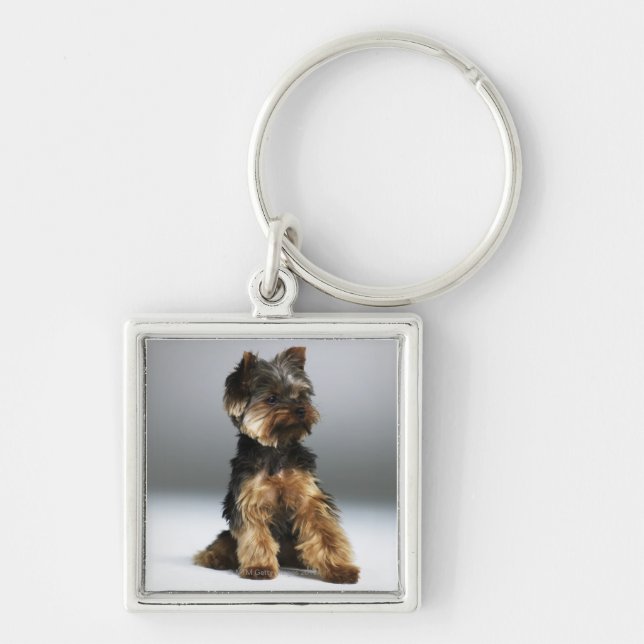 Yorkshire terrier, close-up key ring (Front)
