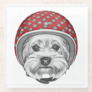 Yorkshire Terrier Daredevil Glass Coaster