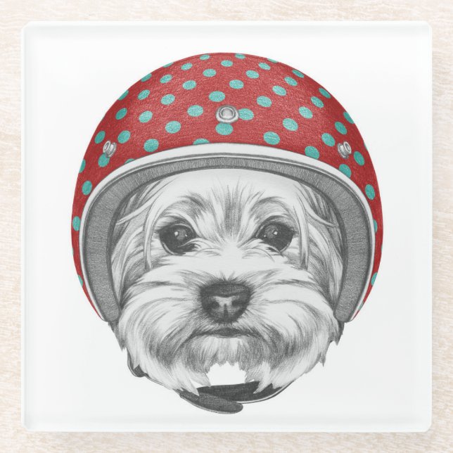 Yorkshire Terrier Daredevil Glass Coaster (Front)