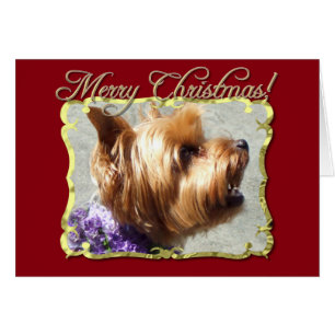 Yorkshire Terrier dog