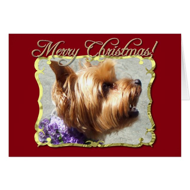 Yorkshire Terrier dog (Front Horizontal)