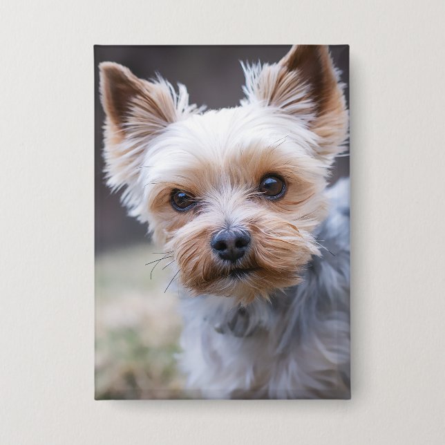 Yorkshire terrier, Dog, Pet (Front)