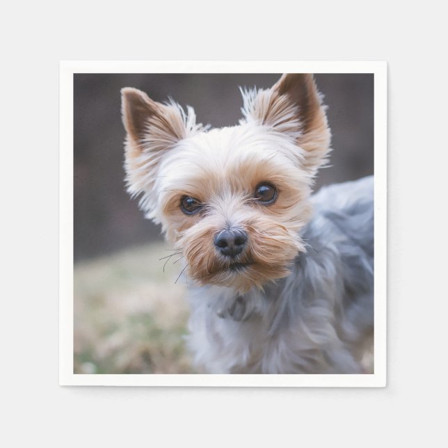 Yorkshire terrier, Dog, Pet Napkin (Front)