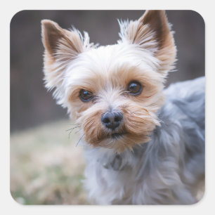 Yorkshire terrier, Dog, Pet Square Sticker