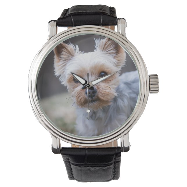 Yorkshire terrier, Dog, Pet Watch (Front)