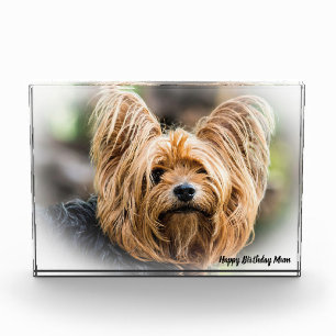 Yorkshire Terrier Dog. Photo Block