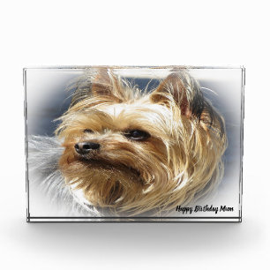 Yorkshire Terrier Dog. Photo Block