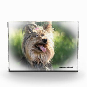 Yorkshire Terrier Dog. Photo Block