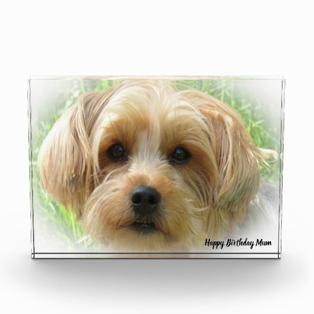 Yorkshire Terrier Dog. Photo Block (Front)