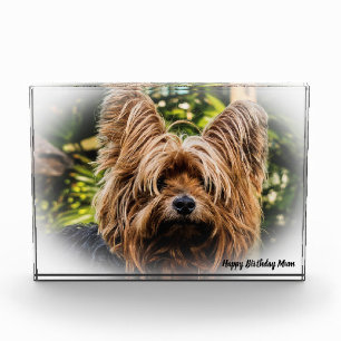 Yorkshire Terrier Dog. Photo Block