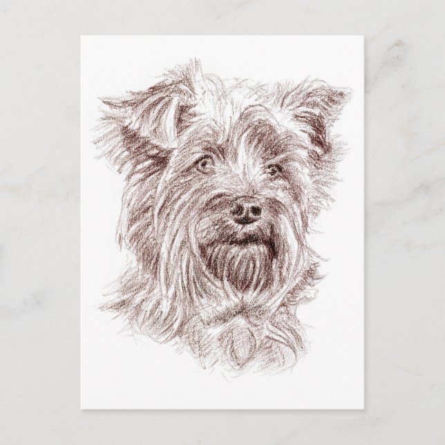 Yorkshire Terrier Drawing Postcard (Front)