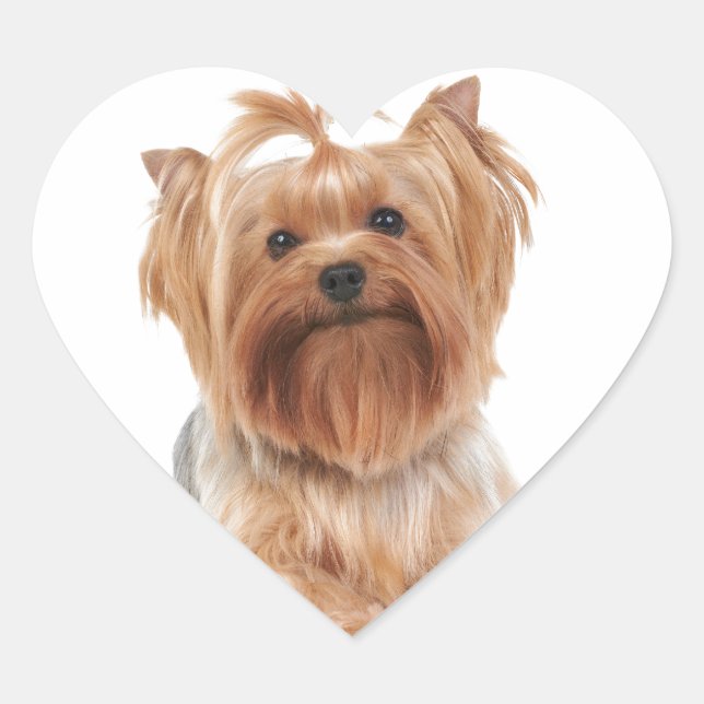 Yorkshire Terrier Heart Sticker (Front)
