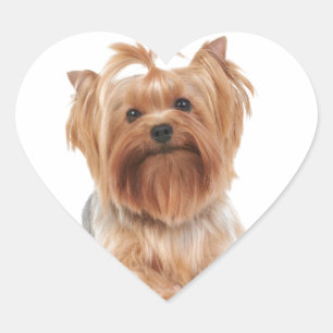 Yorkshire Terrier Heart Sticker