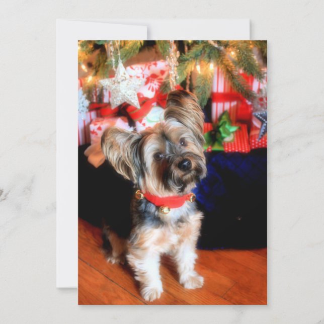 Yorkshire Terrier in bell collar with Christmas Holiday Card (Front)