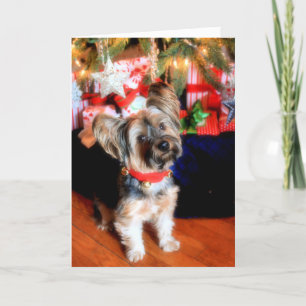 Yorkshire Terrier in bell collar with Christmas Holiday Card