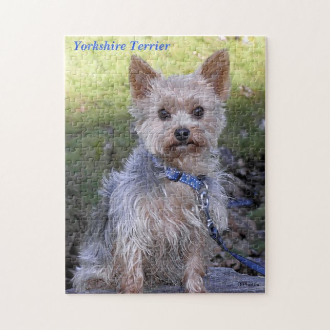 Yorkshire Terrier Jigsaw Puzzle (Vertical)
