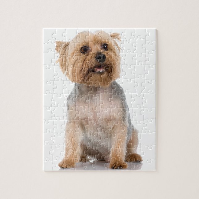 Yorkshire Terrier Jigsaw Puzzle (Vertical)