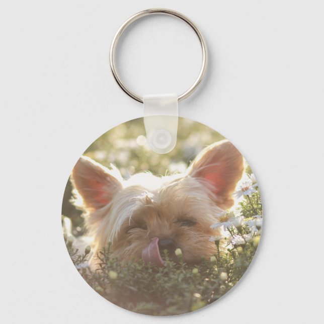 Yorkshire Terrier Laying in Sun licking lips Key Ring (Front)