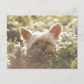 Yorkshire Terrier Laying in Sun licking lips Postcard