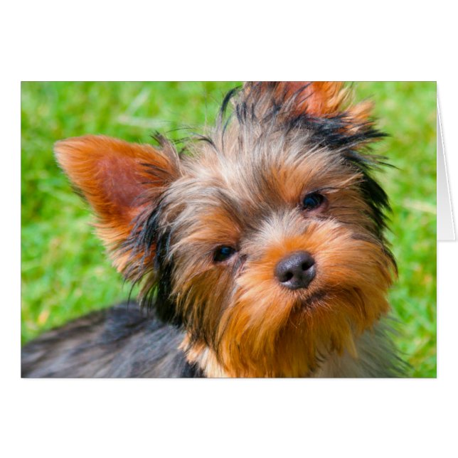 Yorkshire Terrier looking up (Front Horizontal)
