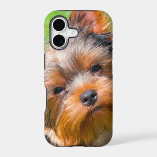 Yorkshire Terrier looking up