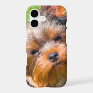 Yorkshire Terrier looking up