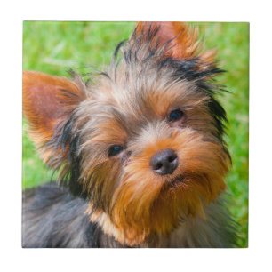 Yorkshire Terrier looking up Ceramic Tile