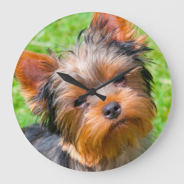 Yorkshire Terrier looking up Large Clock (Front)