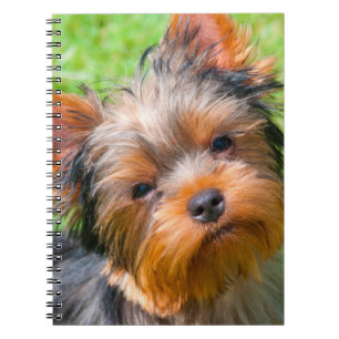 Yorkshire Terrier looking up Notebook
