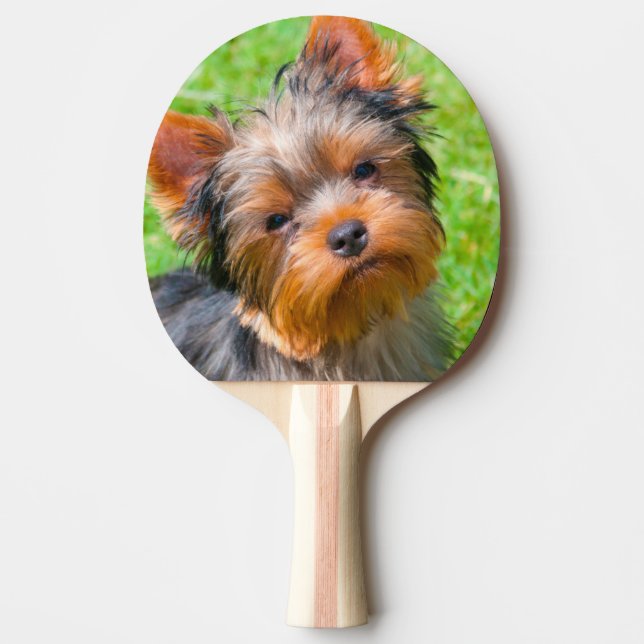Yorkshire Terrier looking up Ping Pong Paddle (Front)
