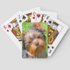 Yorkshire Terrier looking up
