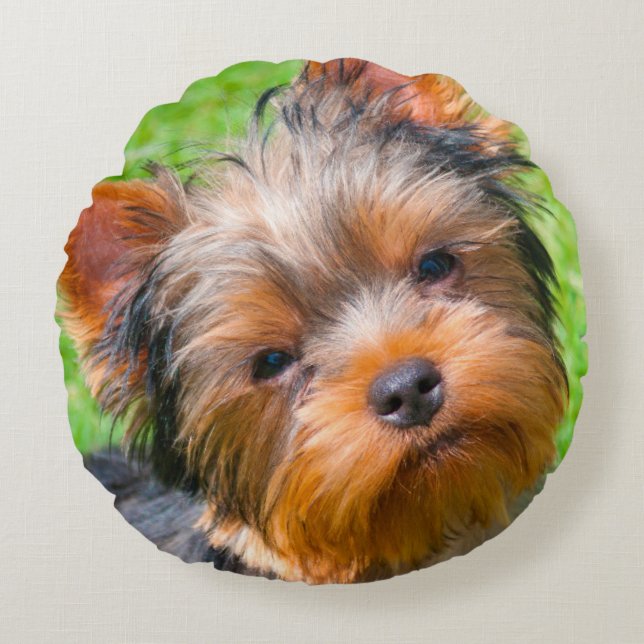 Yorkshire Terrier looking up Round Cushion (Front)