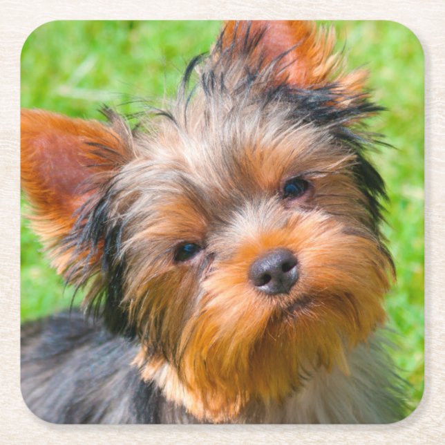 Yorkshire Terrier looking up Square Paper Coaster (Front)