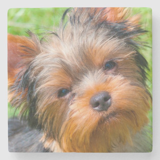 Yorkshire Terrier looking up Stone Coaster (Front)