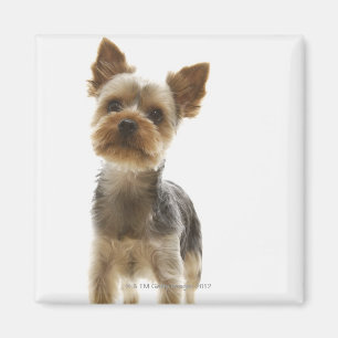 Yorkshire Terrier Magnet