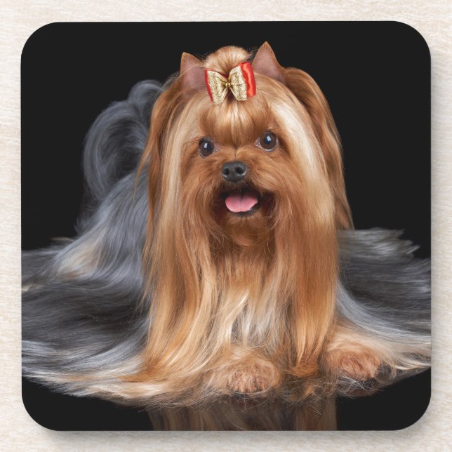 Yorkshire Terrier on black Coaster (Front)