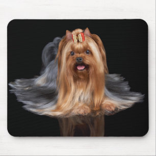 Yorkshire Terrier on black Mouse Pad