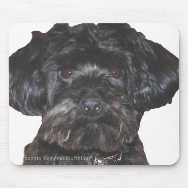 Yorkshire Terrier-Poodle Mix Mouse Pad (Front)
