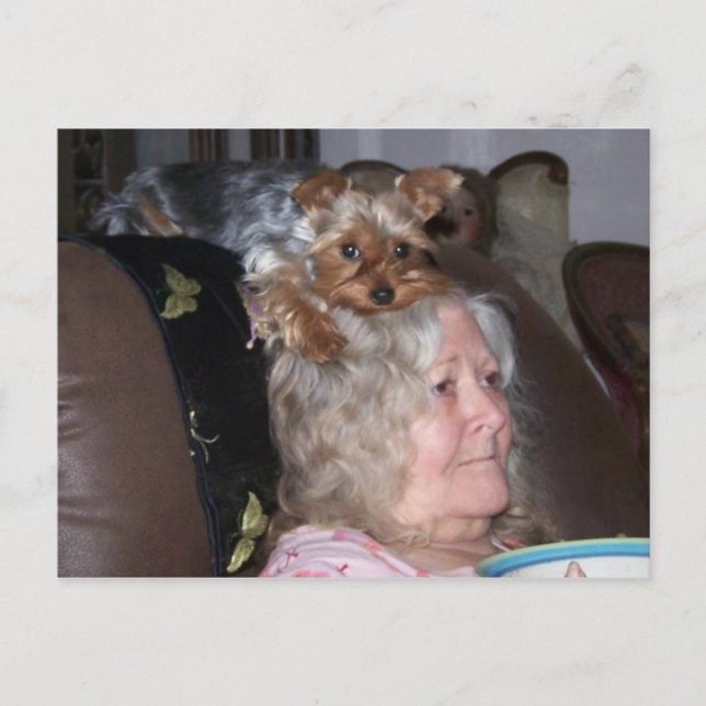 Yorkshire Terrier post card (Front)