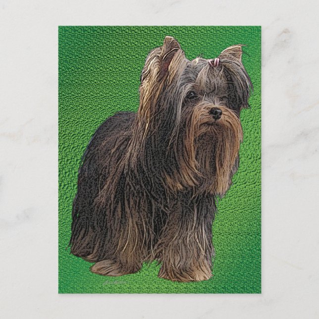 Yorkshire Terrier Postcard (Front)