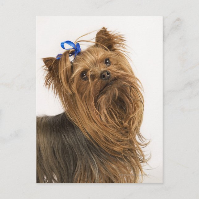 Yorkshire Terrier Postcard (Front)