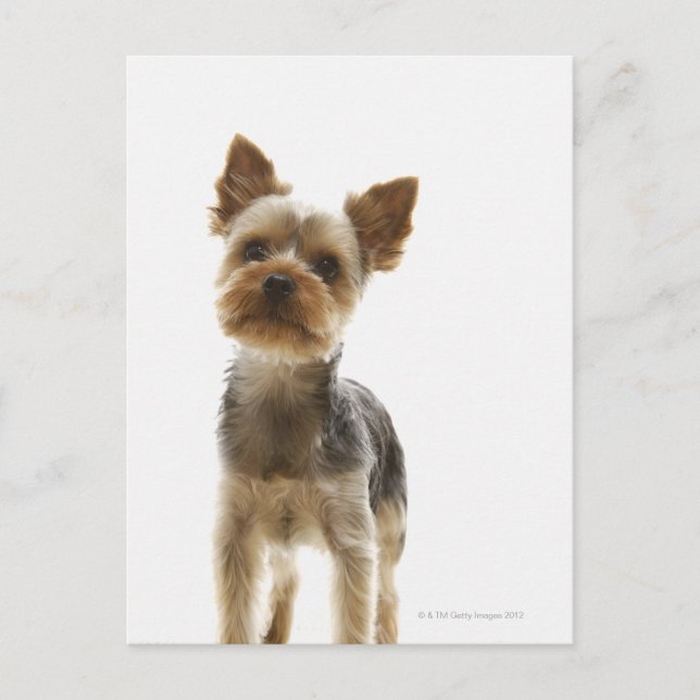 Yorkshire Terrier Postcard (Front)