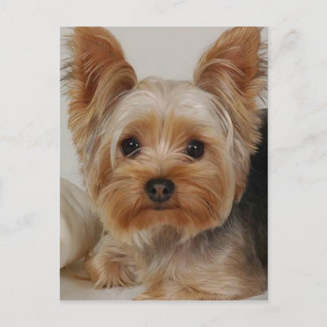 Yorkshire Terrier Postcard (Front)