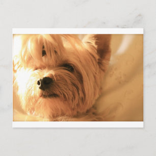 Yorkshire Terrier Postcard