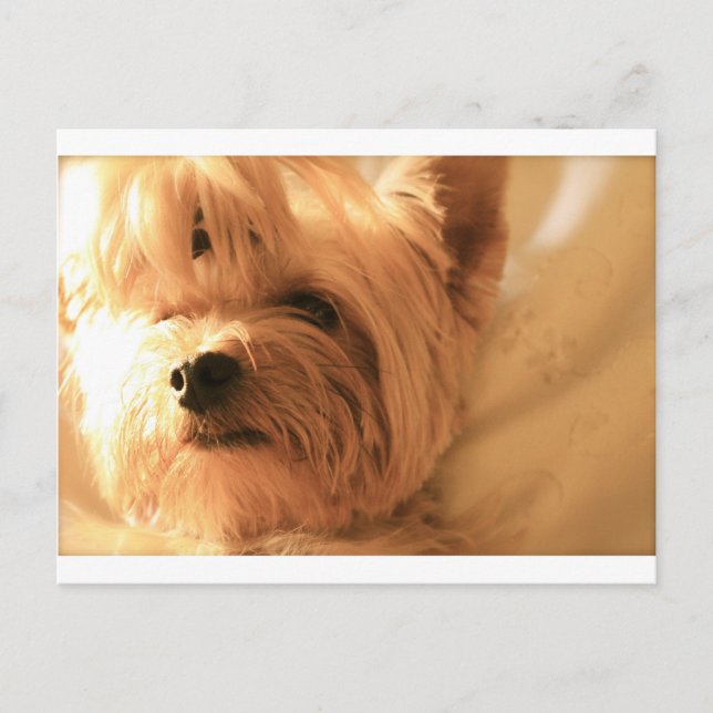 Yorkshire Terrier Postcard (Front)