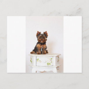 Yorkshire Terrier Postcard