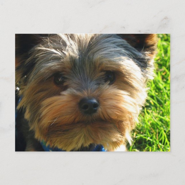 Yorkshire Terrier Postcard (Front)