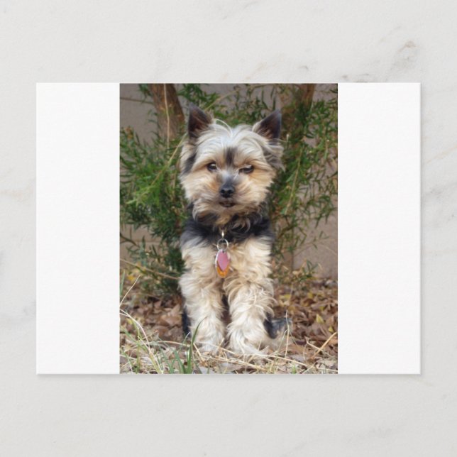 Yorkshire Terrier Postcard (Front)